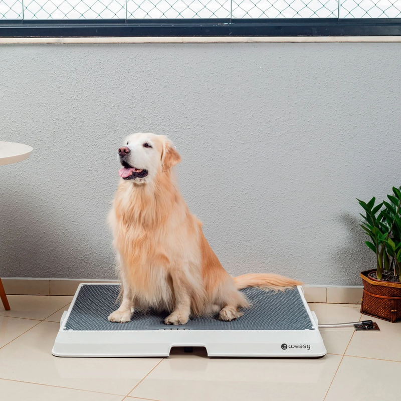 Weasy Cão – O Banheiro Inteligente